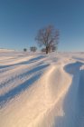 Paysage de colline couverte de neige et d'arbustes nus poussant en hiver nature sous ciel bleu sans nuages — Photo de stock
