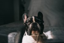 Curious purebred domestic French Bulldog lying on comfortable couch with blanket at bright sunshine looking away — Stock Photo
