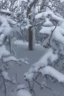 Vista panorâmica da árvore crescida com ramos secos curvos crescendo em terreno nevado no inverno — Fotografia de Stock