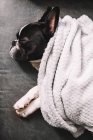 Desde arriba de pequeño Bulldog francés envuelto en toalla durmiendo pacíficamente en el suelo - foto de stock