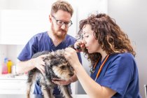 Концентрированные коллеги-ветеринары проверяют уши пушистого йоркширского терьера во время визита в ветеринарную больницу — стоковое фото