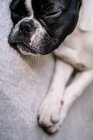 From above a french bulldog with eyes closed lying on a blanket — Stock Photo