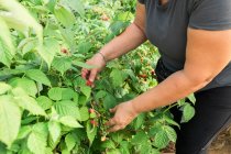 Cultivar agricultora adulta em pé em estufa e recolher framboesas maduras de arbustos durante o processo de colheita — Fotografia de Stock