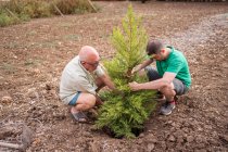 Старший отец со взрослым сыном сажает вечнозеленое дерево в яме с грубой почвой при дневном свете — стоковое фото