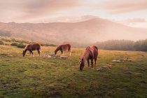 Живописный пейзаж диких лошадей, пасущихся в зеленом поле против хвойных лесов и гор в Сьерра-де-Гуадарама под облачным небом под солнечным светом — стоковое фото