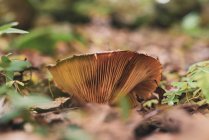 Грибы молочной шапки, растущие в лесах, покрытых опавшей сухой листвой осенью — стоковое фото
