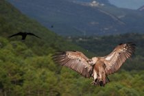 Грифон з коричневим оперенням, що літає в повітрі в сонячний день в природному середовищі Піренеїв. — стокове фото