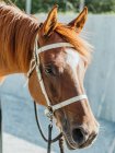Testa di cavallo di castagno con imbracatura e ciuffo in piedi in paddock in campagna alla luce del sole — Foto stock