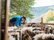 Вид збоку концентрований молодий ветеринарний чоловік, який вакцинує вівцю, що стоїть у вольєрі в сільській місцевості — стокове фото