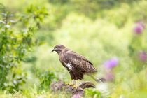 Боковой вид хищного орла из семейства Accipitridae в дикой природе среди пышных деревьев — стоковое фото