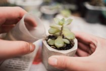 From above pf crop anonymous gardener watering gentle sprouts of potted succulent plant from small jar in light room — Stock Photo
