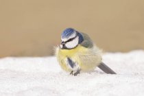 Ground level of cute fluffy Eurasian blue tit standing on snow on sunny winter day — Stockfoto