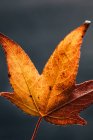 Текстура сухого опалого апельсинового осіннього листя з тонкими венами і стеблом на розмитому сірому фоні — стокове фото