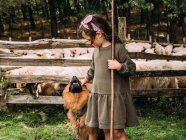 Вид на симпатичную маленькую девочку, ласкающую послушную баскскую овчарку возле ограждения со стадом овец на ферме — стоковое фото