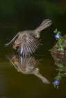 Vista laterale del simpatico uccello pettirosso europeo che vola sul lago con ali spiegate e acqua potabile — Foto stock