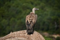 Brown feathered griffon vulture sitting on tree trunk on sunny day in Pyrenees — Stock Photo