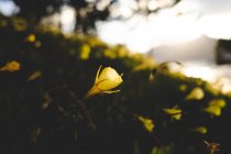 На мальовничих краєвидах зелених пагорбів, вкритих ароматичними жовтими квітами і зеленою травою, що їх промиває вода Біскайської затоки в Доностії (Іспанія) в сонячний день. — стокове фото