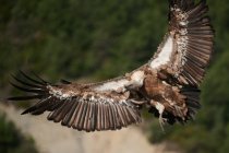 Griffon vulture with brown plumage flying in air on sunny day in natural environment in Pyrenees — Stock Photo