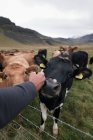 Сверху неузнаваемый мужчина-путешественник ласкает любопытных коров, пасущихся на травянистом лугу во время путешествия по Исландии в пасмурный день — стоковое фото