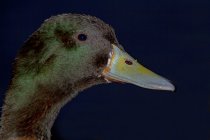 Vista lateral del elegante pato salvaje macho con cabeza verde y pico amarillo flotando en el agua del lago en un día soleado - foto de stock