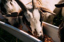 De cima de três cabras com pêlo fofo branco e marrom comendo juntos de alimentador de gado de metal preenchido com forragem por agricultores mão no dia ensolarado — Fotografia de Stock