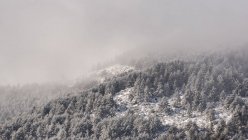 Niebla gruesa flotando sobre un denso bosque con árboles de coníferas en la ladera nevada en el parque nacional de España en el frío y sombrío día de invierno. - foto de stock