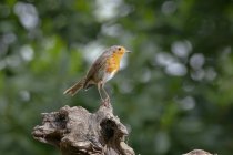 Vista lateral de adorable pequeño pájaro cantor Erithacus rubecula sentado en el tronco de madera en la naturaleza - foto de stock