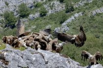Gregge di predatori grifoni eurasiatici che mangiano prede morte su ruvide scogliere rocciose in terreni montuosi — Foto stock