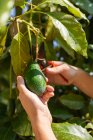 Crop anonymous person with pruning shears cutting off ripe avocado from tree branch during harvesting season in garden on summer day — Stock Photo