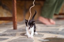 Side view of crop anonymous person legs and rope playing with adorable kitty on hind legs on terrace — Stock Photo