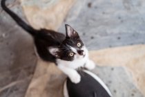 Visão aérea da cultura irreconhecível pessoa acariciando encantador bebê gato com casaco preto e branco no fundo borrado — Fotografia de Stock