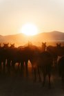 Rebanho de cavalos em pé no campo empoeirado contra o fundo de montanhas em brilhantes costas iluminadas de luz do pôr do sol — Fotografia de Stock