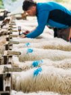 Вид сбоку на концентрированный урожай молодых мужчин-ветеринаров, прививающих овец, стоящих в вольере в сельской местности — стоковое фото