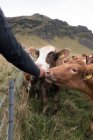 From above of crop unrecognizable male traveler caressing curious cows grazing on grassy meadow during trip in Iceland on cloudy day — Stock Photo