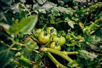 Pomodori verdi da primo piano maturazione con gocce di pioggia su rami di piante che crescono in campo agricolo in campagna — Foto stock