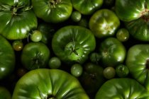 From above of a underripe berry tomato over a bunch of green tomatoes — Stock Photo