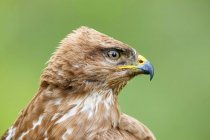 Side view of single predatory Common buzzard bird of prey sitting among plants in nature — Stock Photo