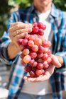 Безликий садовник в клетчатой рубашке демонстрирует свежий виноград, стоя в саду во время сбора урожая в солнечный день — стоковое фото