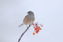 Cute Rock bunting sitting on fragile twig of red berry tree fallen on snowy ground on sunny winter day — Stock Photo