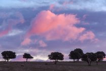 Paysage spectaculaire d'arbres poussant dans un champ sous un ciel ensoleillé avec des nuages rose moelleux dans le parc national de la Sierra de Guadarrama en Espagne — Photo de stock