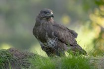 Side view of predatory bird golden eagle from family Accipitridae in wildlife among lush trees — Stock Photo