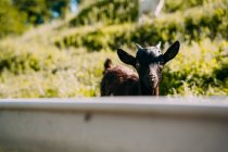 Маленькая милая белая пушистая коза стоит на зеленом травянистом склоне и смотрит в камеру с деревянным забором на размытом фоне в летний день — стоковое фото