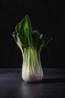 Gesundes frisches Bok Choy Kohlblatt Gemüse auf schwarzem Tisch vor dunklem Hintergrund — Stockfoto