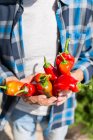 Crop anonymous gardener in checkered shirt showing red sweet peppers while standing in sunny garden during harvesting season on sunny day — Stock Photo