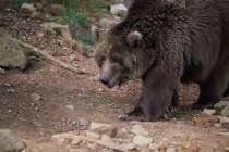 Дикий коричневий ведмідь у траві на дереві — стокове фото