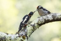 Adorable Dendrocopos major spotted birds cleaning each other while sitting on tree branch in green forest — Stock Photo