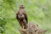 Обыкновенная хищная хищная птица, сидящая на сухой дрейфующей древесине среди растений в природе — стоковое фото