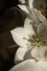 Vista superior de florecimiento exuberante brote de lirios blancos eustoma a la luz del día - foto de stock