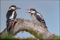 Adorable Dendrocopos las principales aves avistadas que se limpian entre sí mientras están sentadas en la rama de un árbol en el bosque verde - foto de stock