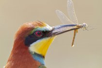 Small bee eater with colorful plumage eating insect in natural habitat — Stock Photo